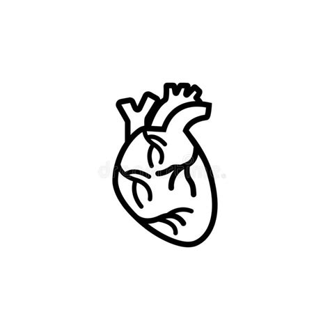 Heart Man Heart Human Heart Icon Stock Vector Illustration Of