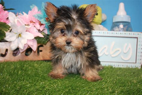 Yorkshire Terrier Puppies For Sale Long Island Puppies