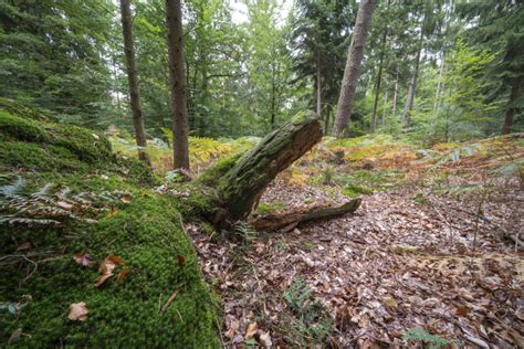 La forêt de Haguenau Denis MERCK Photographe professionnel en Alsace