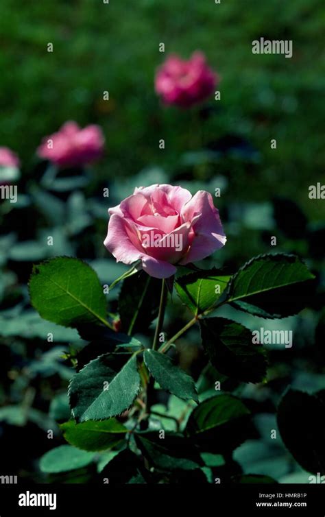 Rose Rosa Dynastie Rosaceae Stock Photo Alamy