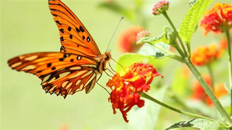 Orange Butterfly Wallpapers Top Free Orange Butterfly Backgrounds