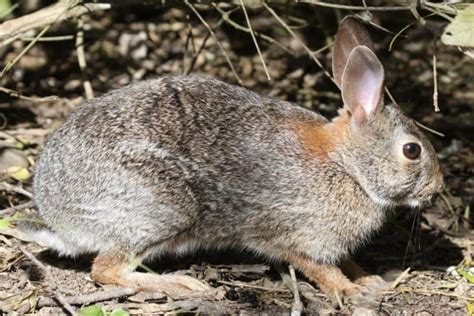 Eastern Cottontail Rabbit Invasive Species Council Of British Columbia