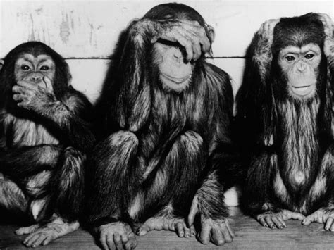 The Case Of The 3 Monkeys Is Tearing Twitter In Two 885 Wfdd