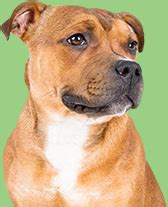 Vet net supplies is australia's favourite online pet retailer committed to providing the general public with a wide range of pet products and vet supplies at discount prices! Pets Megastore - Discount Medical Supplies for Pets