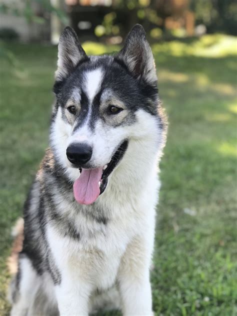 Sable Husky