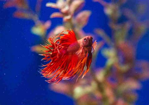 Why Do Betta Fish Flare Main Reasons And How To Stop It
