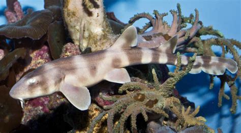 Paternity Test Reveals Fathers Role In Mystery Shark Birth Science News
