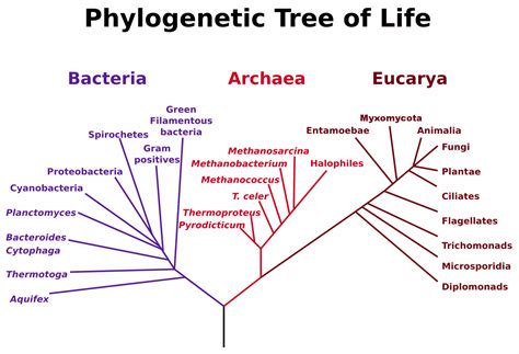 Phylogenetic Tree Tree Of Life Life Map