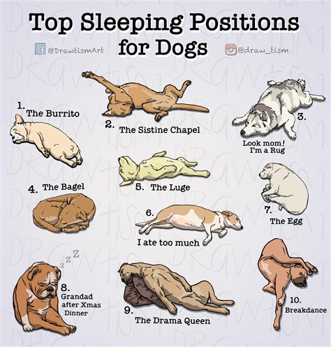 What Do Sleeping Positions Mean For Dogs