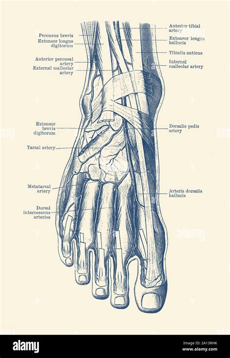 Vintage Anatomy Print Of The Human Foot Showcasing The Veins And