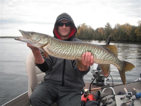 Ontario Tiger Muskellunge Tiger Muskie