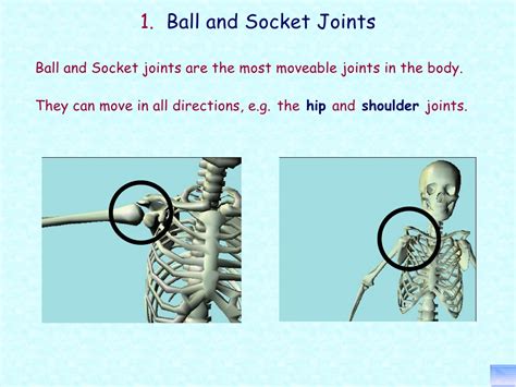 Principles Of Ap 1112 Session 6 Joints Function