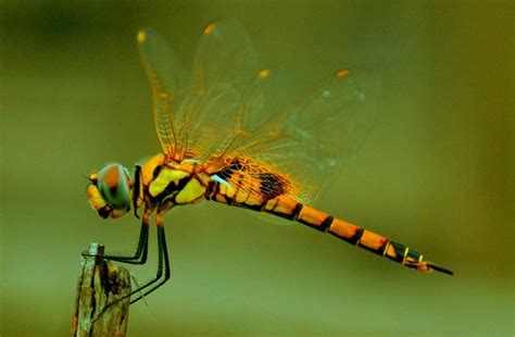 Do Dragonflies Bite Or Sting Dragonfly Danger To Humans