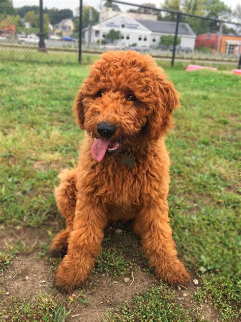 20 Goldendoodle Colors And Coat Patterns Explained With Pictures
