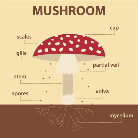 The Ultimate Guide To Wild Mushrooming Safe To Eat Mushrooms You Can