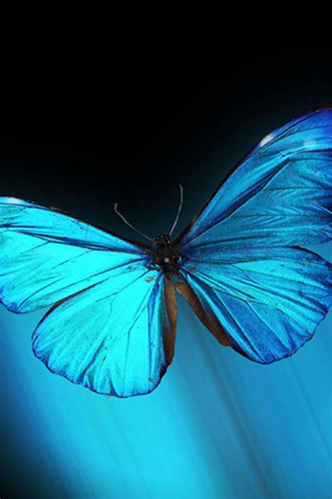 Free Download Blue Butterfly Iphone 44s Wallpaper And Background