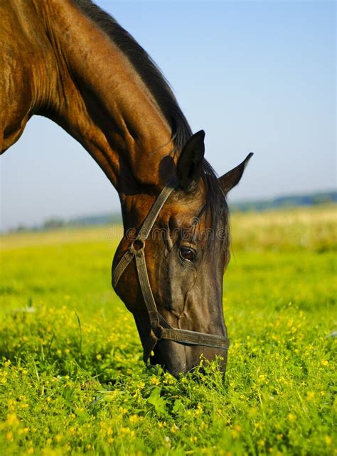 Brown Horse Eating Grass In A Field Stock Image Image Of Beautiful