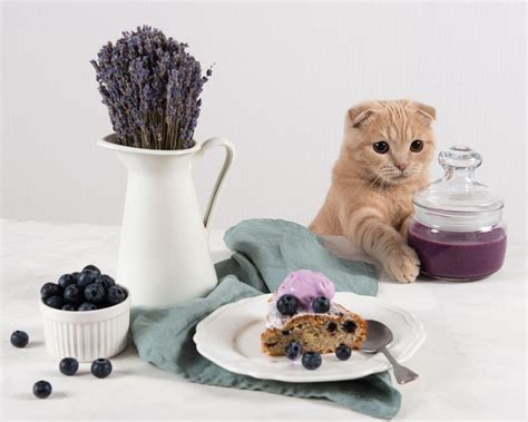 More importantly, should cats eat blueberries? Can Cats Eat Blueberries? - Petsoid