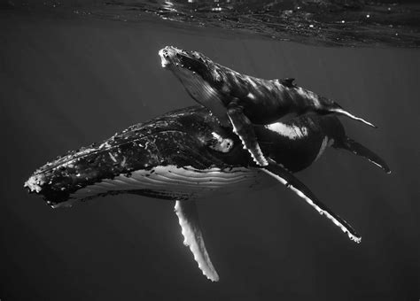 Breathtaking Underwater Photographs Document The Hidden Lives Of Humpback Whales