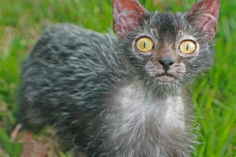 Cute Creepy Lykoi Cats Look Like Miniature Werewolves From