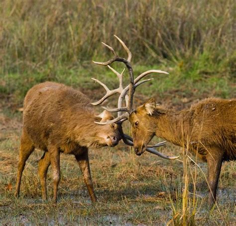 Two Deer Fighting Each Other Stock Photo By ©gudkovandrey 136996782