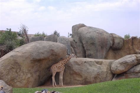 Giraffe And Crane At Bioparc Valencia Zoochat