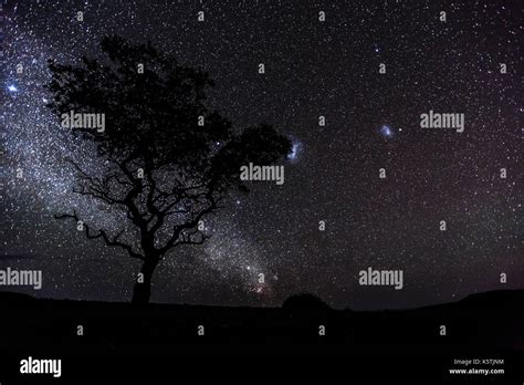 Milky Way In The African Night Sky Acacia Damaraland Region Kunene
