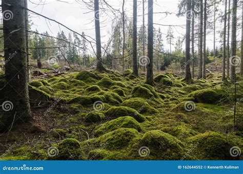 Unspoilt Moss Covered Forest Floor Stock Photo Image Of Nature Mossy