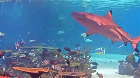 Live Aquarium Webcams Sharks Cam Youtube