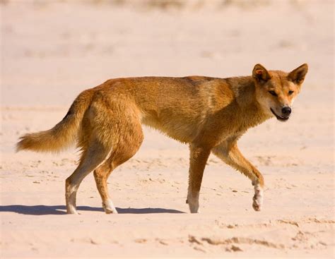 The best dog names list with over a thousand names for male and female dogs. Dingo | Wild Life World