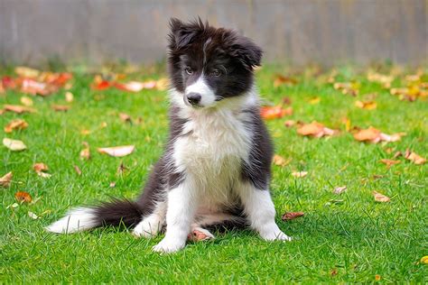 Border Collie Características Temperamento Y Cuidados