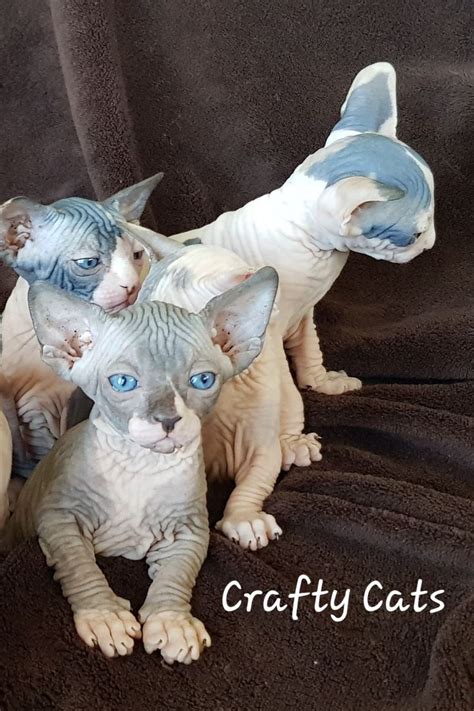 Pin By Poggionovo On Chat Sans Poils Sphynx Cat Cat Breeds Cat Lovers