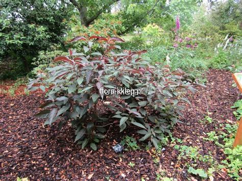Kilka słów o tych pięknych gatunkach hortensji. Hortensja kosmata - omszona (Hydrangea aspera) Hot ...
