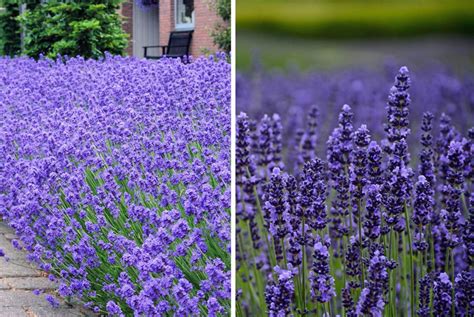 ‘munstead Lavender Plugs Stoke On Trent Wowcher