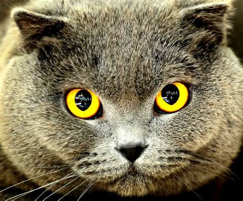 Awesome Cat Eye Cute Cats Hq Pictures Of Cute Cats And Kittens Free