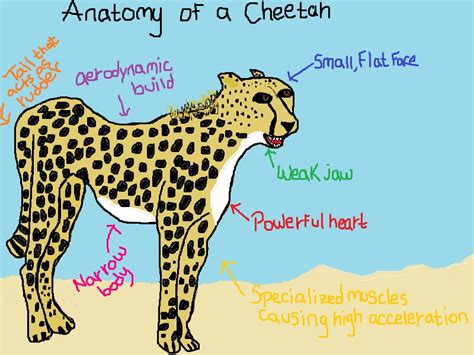 Cheetah Anatomy By Veveze On Deviantart