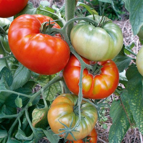 Buy Tomato Red Brandywine Organic Seeds Indeterminate Organic