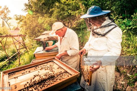 Beekeepers At Work Collecting Honey Outdoors High Res Stock Photo