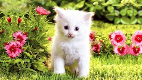 White Cat Kitten Is Standing In Grass Field Hd Cute Cat