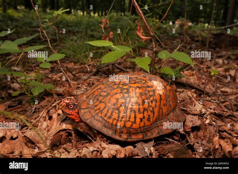 Male Eastern Box Turtle Stock Photo Alamy
