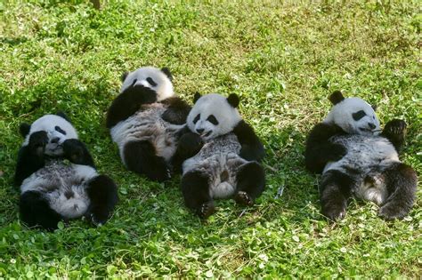 Happiness And Harmony Big Step Forward As Twin Pandas Grow