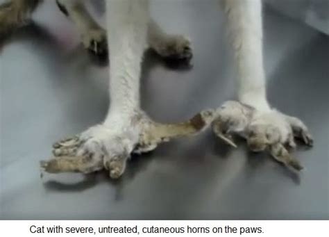 The carpal pads grow on the leg just above the front paws (and if present, dew claws) the latter of which most dogs have on their front legs and some on their hind legs too. Cats Nails Growing Into Pads - Holiday Hours
