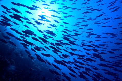 Blue Economy Strategy brings welcome policy coherence but lacks ambition