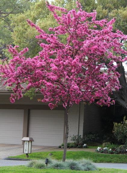 Available plants for usda plant hardiness zone 9. Flowering crabapple. One of most spectacular flowering ...
