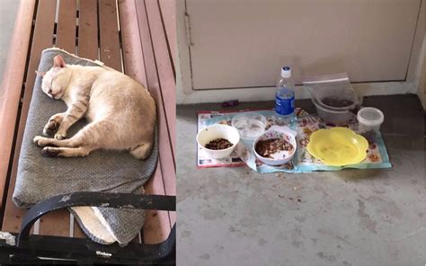 Cat Allegedly Abandoned By Its Owners At A Pasir Ris Hdb Void Deck