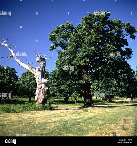 Oak Trees Richmond Park Surrey U K Europe Stock Photo Alamy