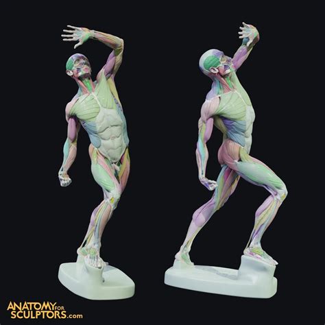 Anatomy For Sculptors ® On Twitter The 3d Viewer Is Soon Coming To