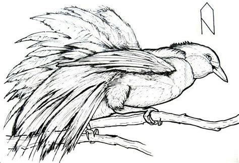 cendrawasih bird line drawings sketsa burung garis