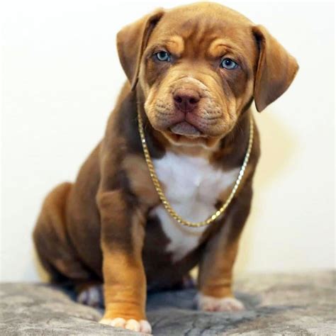 Biggest pitbull puppies in the world lb for lb. PITBULL PUPPIES BIG PUPS XL BLUE | Puppies, Cutest puppy ever