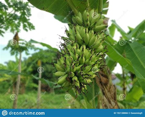 Looking Up At The Cluster Of Unripe Latundan Banana Stock Photo Image